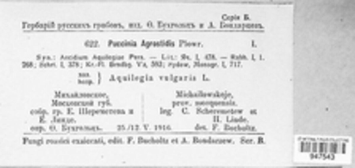 Puccinia agrostidis image